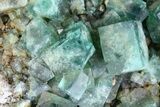 Fluorite & Galena Plate - Rogerley Mine (Special Price) #62069-3